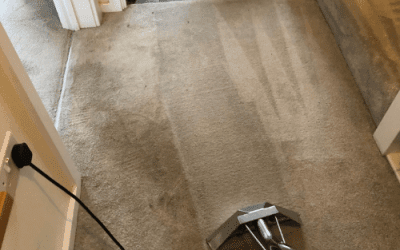 The 5 Important Reasons Why You Need Your Carpets Professionally Cleaned